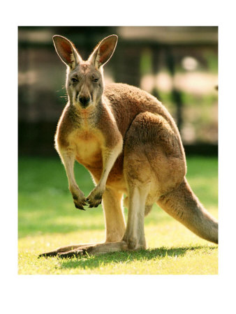kangaroo.jpg
