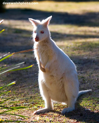wallaby.jpg