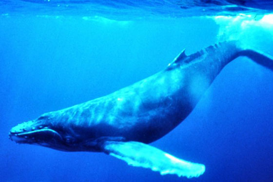 whale.jpg
